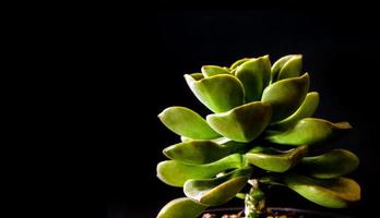 saftig växt närbild färska blad detalj av echeveria chroma foto