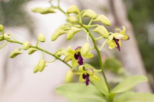 orkidé blommar skönhet i naturen foto