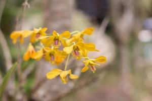 orkidé blommar skönhet i naturen foto