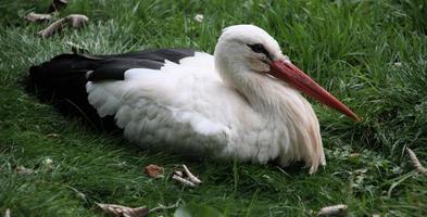 en närbild av en vit stork foto