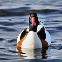 en närbild av en shelduck foto