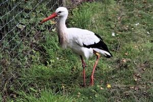 en närbild av en vit stork foto