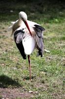 en närbild av en vit stork foto