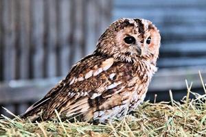 en närbild av en tawny owl foto