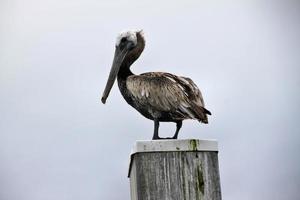 utsikt över en pelikan i kenya foto