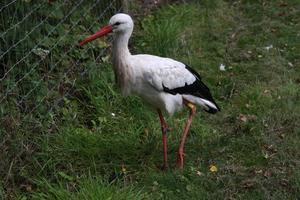 en närbild av en vit stork foto