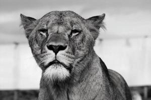 en närbild av ett afrikanskt lejon foto