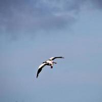 en närbild av en shelduck foto