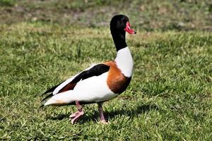 en närbild av en shelduck foto