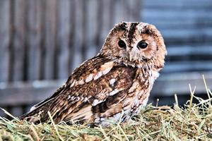 en närbild av en tawny owl foto