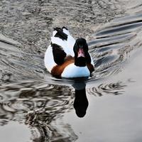 en närbild av en shelduck foto