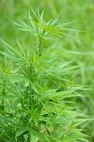 grön mogen cannabisväxt i cannabisträdgården. grunt skärpedjup och suddig bakgrund. närbild, vertikal foto