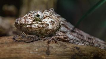 anolis i terrarium foto