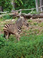 burchells zebra i djurparken foto