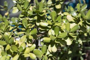 Crassula suckulent växt, gröna köttiga blad som bakgrund. foto