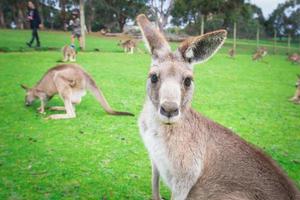 australisk känguru i phillip island wild life park i australien. foto