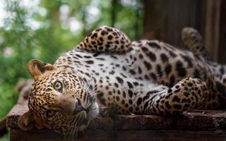 Sri Lanka leopard foto