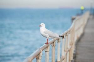 måsfågel nära piren i williams town beach, melbourne, australien. foto