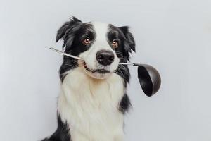 rolig söt hundvalp border collie håller kökssked slev i munnen isolerad på vit bakgrund. kock hund lagar middag. hemlagad mat, restaurangmenykoncept. matlagningsprocessen. foto