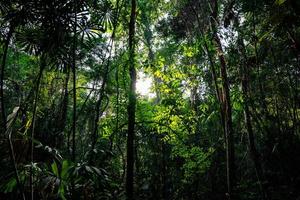 naturligt träd i skogen på eftermiddagen med solljus och skugga från trädet. foto