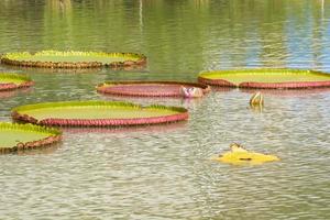 victoria näckros eller victoria amazonica foto