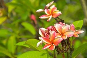 rosa och vita frangipani blommor blommar i chatuchak park, bangkok, thailand foto