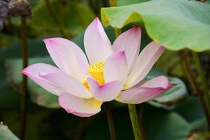 rosa lotusblom som blommar i vatten trädgård park chathuchack bangkok thailand foto