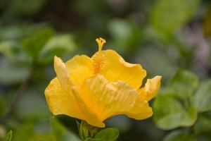 vackra gula röda orange hibiskus blommor i chatuchak park, bangkok, thailand, turistattraktion och avkoppling. foto