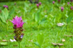 lila krachia blommor som blommar i chatuchak park, bangkok, thailand foto