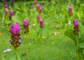 lila krachia blommor som blommar i chatuchak park, bangkok, thailand foto