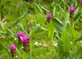 lila krachia blommor som blommar i chatuchak park, bangkok, thailand foto