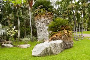 sten och palm kokospalmer dekoration i chatuchak park foto
