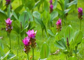 lila krachia blommor som blommar i chatuchak park, bangkok, thailand foto