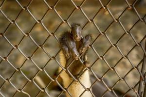 hand av rödskaftad douc langur foto