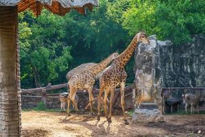 giraff och zebra foto