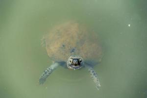 sköldpadda i dammen foto