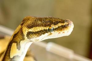 albino burmesisk python foto