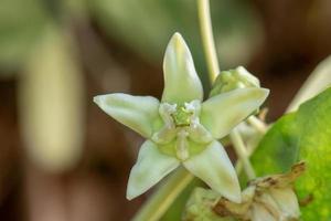 calotropis vit på en naturbakgrund. foto