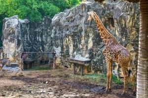 giraffen i en skogsmodell. foto