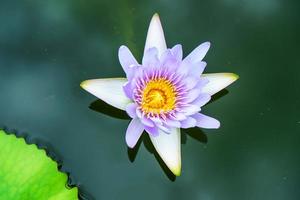 lotus är många färger och vacker i dammar, är en symbol för buddhism. foto