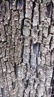 gammal trä bark textur. foto