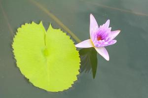 lotus är många färger och vacker i dammar, är en symbol för buddhism. foto