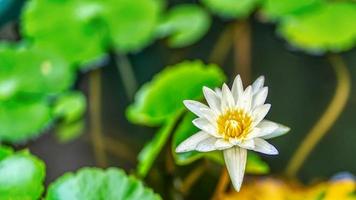 lotus är många färger och vacker i dammar, är en symbol för buddhism. foto