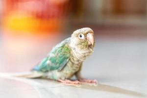 grönkindad parakit eller grönkindad conure är söta husdjur. foto