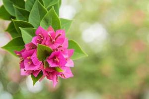 rosa bougainvillea på grönt. foto