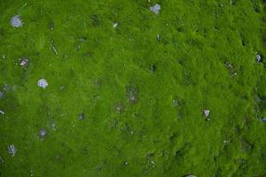 mossa på jorden textur abstrakt bakgrund. naturlig bakgrund. grön mossa färg textur foto