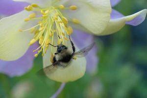 aquilegia, mormors huva, akleja med en humla, bombus. foto