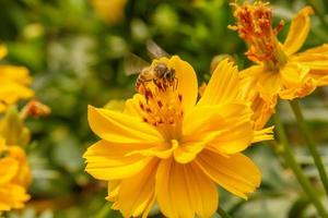 bin på kosmos blomma foto