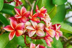 plumeria blommor är så vackra att populära i thailand. foto