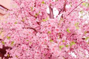 sakura blommor japan foto